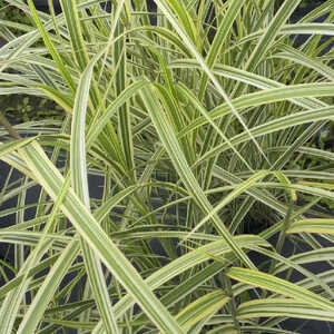 MISCANTHUS sinensis 'Dixieland'