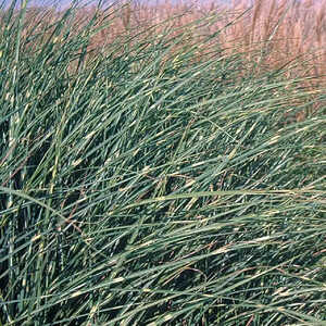 MISCANTHUS sinensis 'Etincelle'