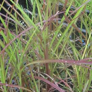 MISCANTHUS sinensis 'Ferner Osten'