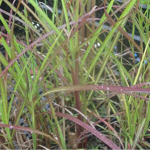 MISCANTHUS sinensis 'Ferner Osten'