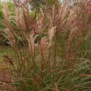 MISCANTHUS sinensis 'Flamingo'