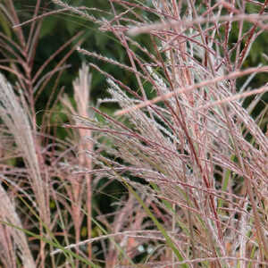 MISCANTHUS sinensis 'Gracillimus'