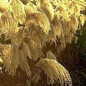 MISCANTHUS sinensis 'Kaskade'