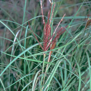 MISCANTHUS sinensis 'Kleine Silberspinne'