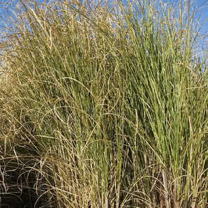 MISCANTHUS sinensis 'Kleine Fontäne'