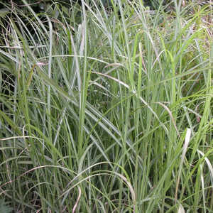 MISCANTHUS sinensis 'Krater'