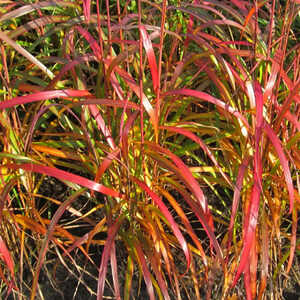 MISCANTHUS sinensis 'Navajo'