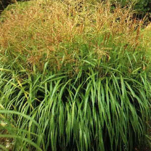 MISCANTHUS sinensis 'Nippon'