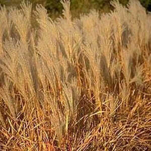 MISCANTHUS sinensis var. purpurascens