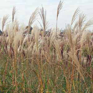 MISCANTHUS sinensis 'Silberfeder'