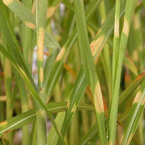 MISCANTHUS sinensis 'Strictus'