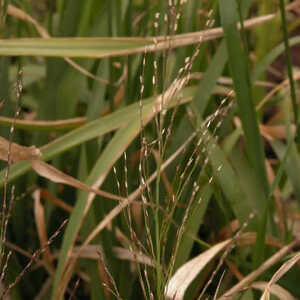 MOLINIA arundinacea 'Karl Foerster'