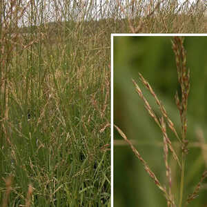 MOLINIA arundinacea 'Skyracer'