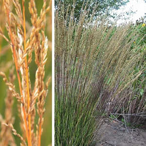 MOLINIA caerulea 'Dauerstrahl'