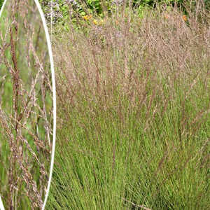 MOLINIA caerulea 'Edith Dudzus'