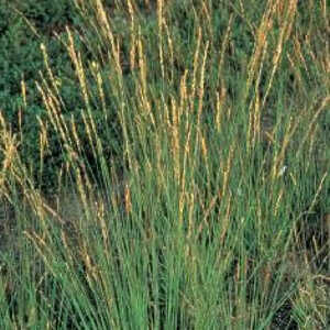 MOLINIA caerulea 'Heidebraut'