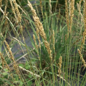 MOLINIA caerulea 'Overdam'