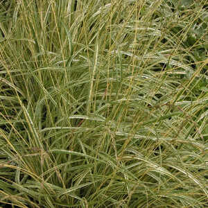 MOLINIA caerulea 'Variegata'