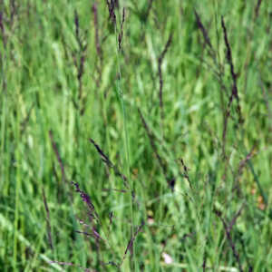 MOLINIA caerulea