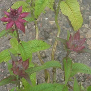MONARDA 'Balance' (= MONARDA 'Libra')