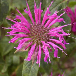 MONARDA 'Blaustrumpf'