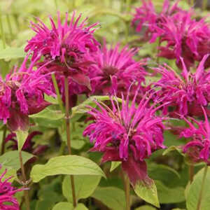 MONARDA fistulosa 'Lederstrumpf'