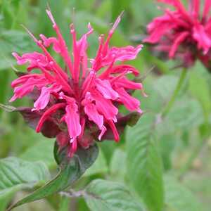 MONARDA 'Mahogany'