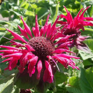 MONARDA 'Mahogany'