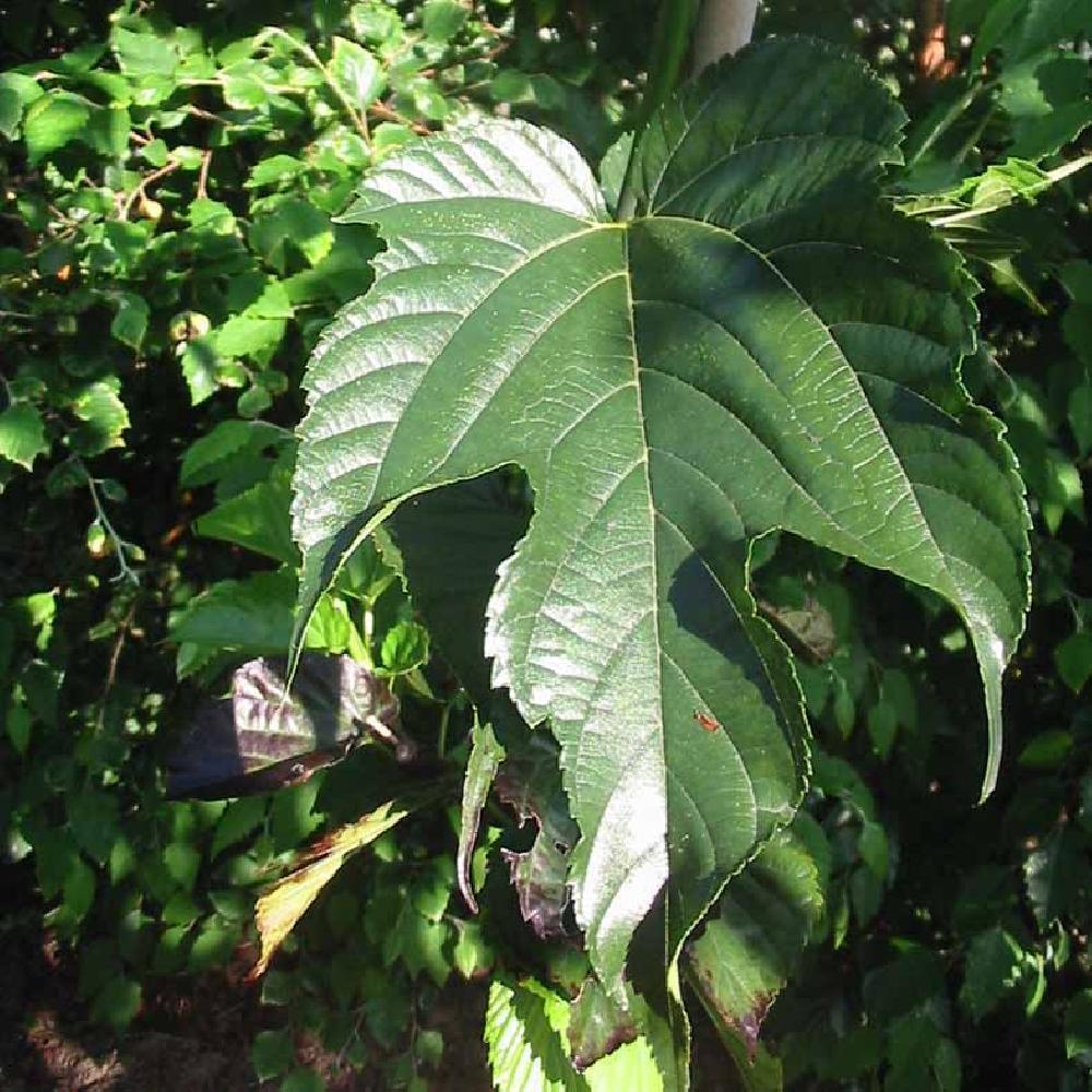 MORUS kagayamae 'Fruitless'