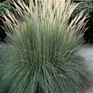 MUHLENBERGIA lindheimeri