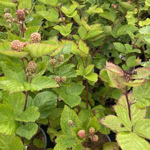 RUBUS fruticosus 'Triple Crown'