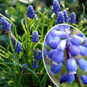 MUSCARI armeniacum (lot de 10)