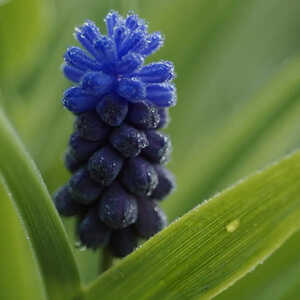 MUSCARI latifolium (lot de 10)