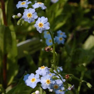 MYOSOTIS palustris