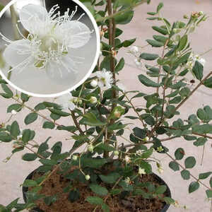 MYRCEUGENIA luma (=fernandeziana)