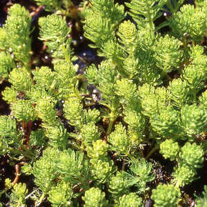 MYRIOPHYLLUM aquaticum