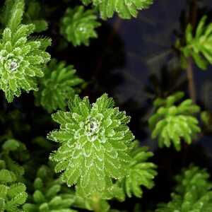 MYRIOPHYLLUM verticillatum