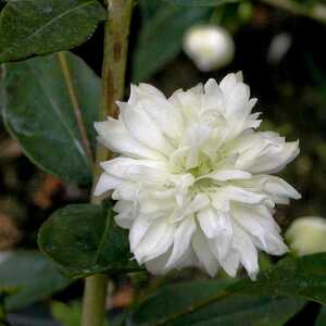 MYRTUS communis 'Flore Pleno'