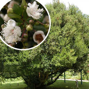 MYRTUS communis