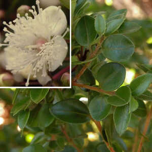 MYRTUS lechleriana  (= AMOMYRTUS luma)