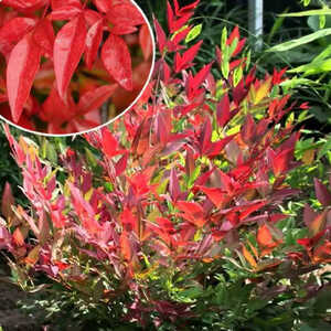 NANDINA domestica OBSESSED®  ('Seika')