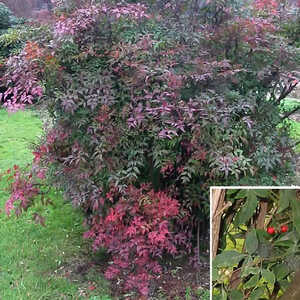 NANDINA domestica