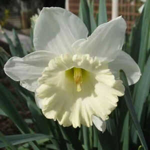 NARCISSUS 'Mount Hood' (lot de 3)