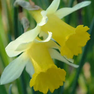 NARCISSUS obvallaris (lot de 5)