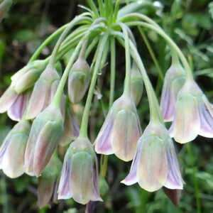 NECTAROSCORDUM siculum