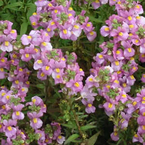 NEMESIA fruticans