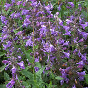 NEPETA 'Blue Dragon' ®