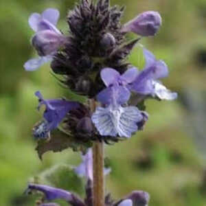 NEPETA clarkei