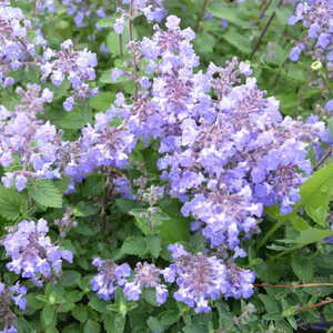 NEPETA faassenii 'Purrsian Blue'