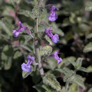 NEPETA faassenii